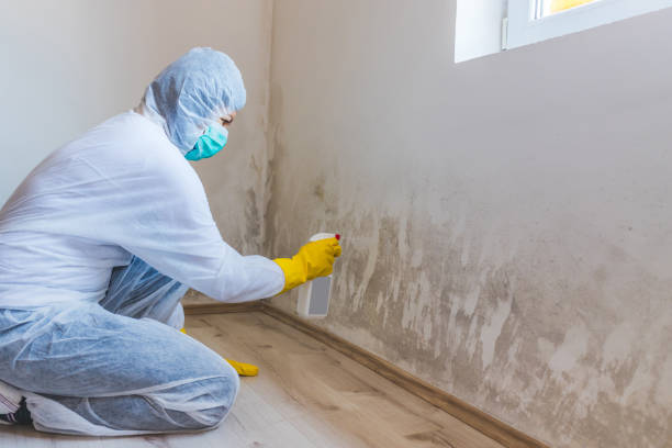 Licensed Basement Mold Remediation service in Columbia, TN - WQB Mold Removal